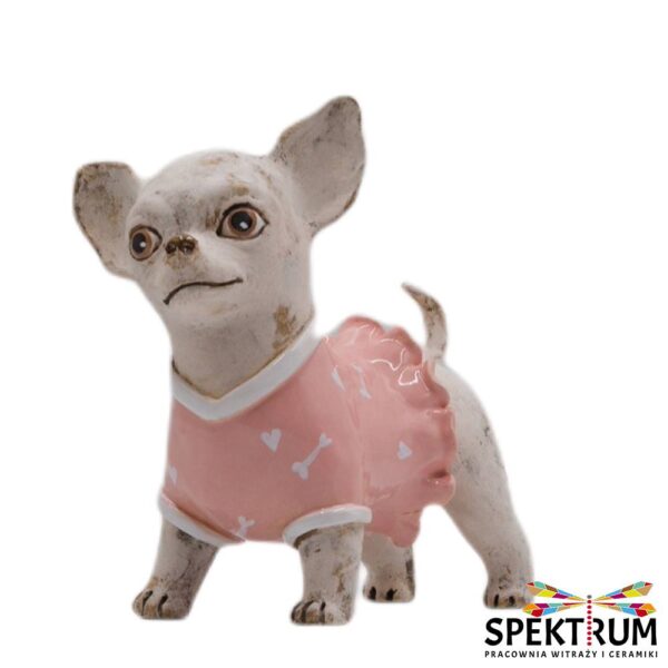 Pies Chihuahua w różowym ubranku