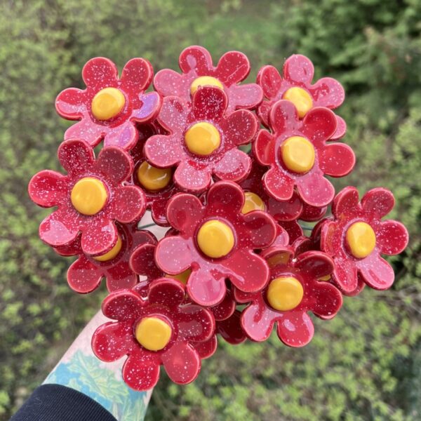 Kwiat Stokrotka czerwień truskawkowa